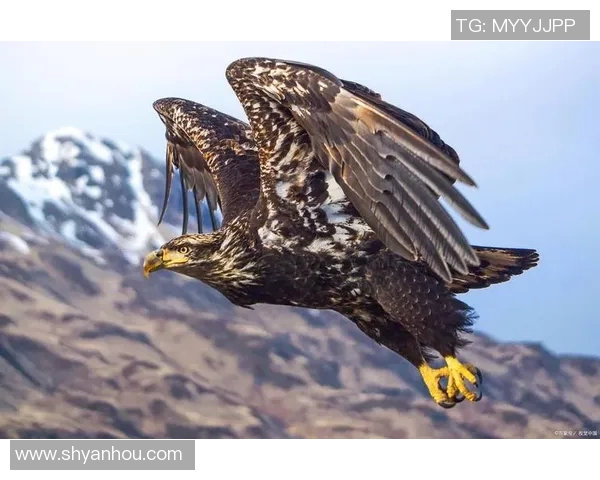 科林斯老鹰：重塑辉煌之路与未来展望的全新篇章